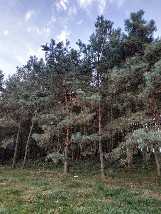 Domki Nad Jeziorem - Zalesie 7D Zalesie (Olsztyn) Εξωτερικό φωτογραφία